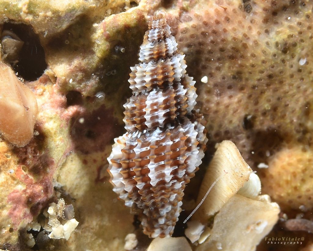 Raphitoma da determinare